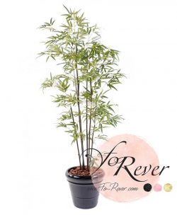 Bambou Vert 240 et 290cm