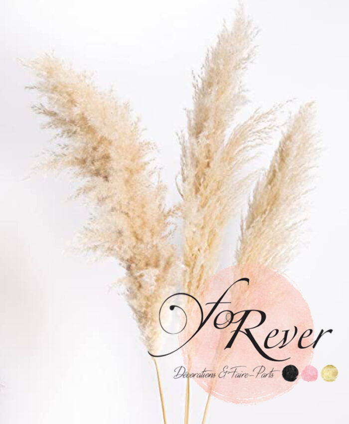 location tige de pampa mariage